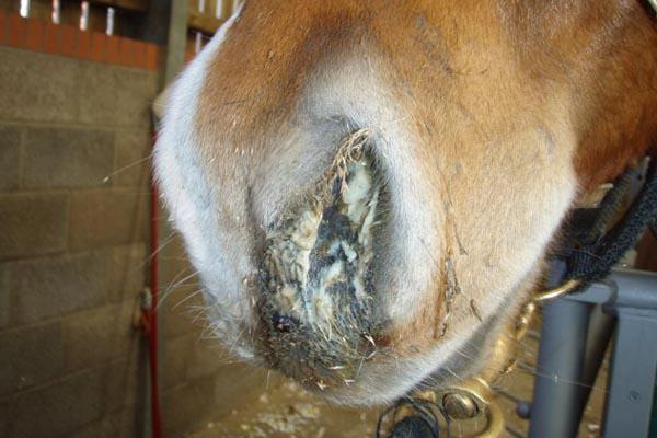 Equestrian Health